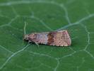 Celypha striana - obaleč pampeliškový