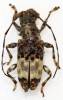 Acmocera olympiana