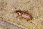 Agonum marginatum - střevlíček vroubený