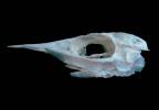 Coelorinchus mediterraneus