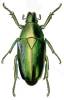 Caelorrhina thoreyi
