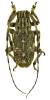 Agelasta catenata
