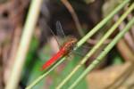 Orthetrum chrysis
