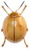 Oides maculata