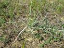 Ephedra distachya - chvojník dvouklasý