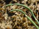 Ephedra distachya - chvojník dvouklasý