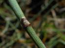 Ephedra distachya - chvojník dvouklasý