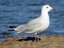 Ichthyaetus audouinii - Audouin's Gull