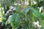 Gnetum gnemon