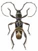 Euderces pulcher