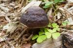 Pluteus pouzarianus
