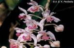 Rhynchostylis gigantea