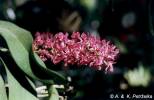 Rhynchostylis gigantea