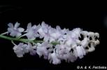 Rhynchostylis coelestis