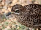 Burhinus capensis - Spotted Thick-knee