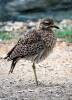 Burhinus capensis - Spotted Thick-knee