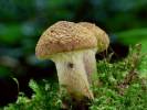 Armillaria gallica - václavka hlíznatá