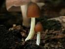 Pluteus phlebophorus