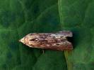 Galleria mellonella - zavíječ voskový