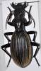 Termophilum andersoni