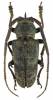 Prosopocera angolensis