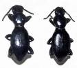Mesostena puncticollis