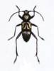 Plagionotulus dimidiatus