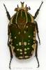 Mecynorhina polyphemus