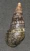 Batillaria multiformis