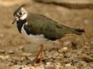 Vanellus vanellus - Northern Lapwing