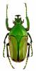 Eudicella aurata