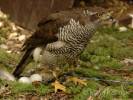Accipiter gentilis