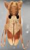 Acalolepta sublusca sublusca