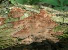 Phellinus contiguus