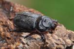 Oryctes rhinoceros
