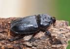 Oryctes rhinoceros