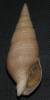 Clavatula milleti