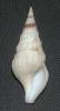 Drillia maculomarginata