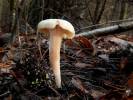 Hygrophorus hedrychii
