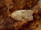 Acleris ferrugana - obaleč březový