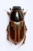 Melinopterus sphacelatus