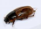 Melinopterus sphacelatus