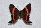 Ancyluris aulestes