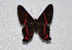 Ancyluris meliboeus