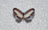 Nymphidium mantus