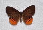 Eurybia juturna