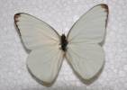 Appias drusilla