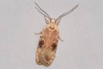 Agonopterix alstromeriana - Poison Hemlock Moth