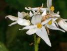 Begonia fernandoi-costae