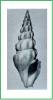 Drillia cunninghamae